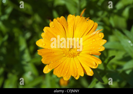 Nahaufnahme einer gelben Ringelblume, Calendula officinalis var Orange Zinger, mit Wassertropfen auf Blütenblättern vor grünem Hintergrund. Stockfoto