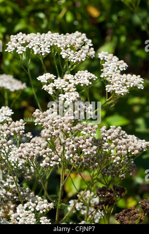 Weiße Blüten der Schafgarbe, Achillea millefolium cv Rosea, Asteraceae blühen im Garten. Stockfoto