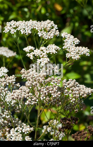 Weiße Blüten der Schafgarbe, Achillea Millefolium cv Rosea, Asteraceae Stockfoto