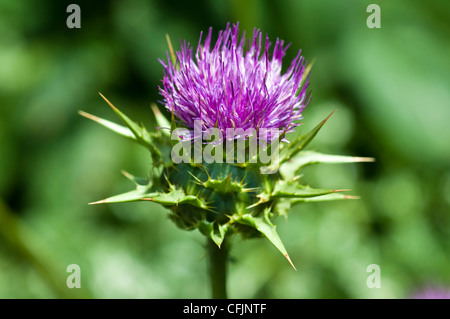 Milk Thistle Silybum Marianum, Asteraceae, Heilpflanze enthalten Sylimarin für Heilung von Leberschäden Stockfoto