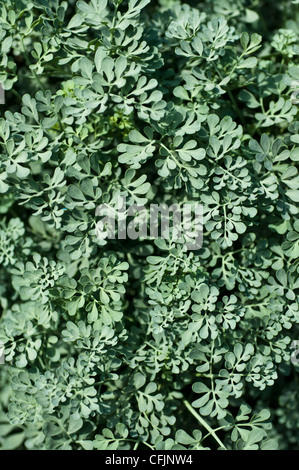 Bläulich grüne Blätter der Rue, Ruta Graveolens CV Blue Mound, Rutaceae Stockfoto