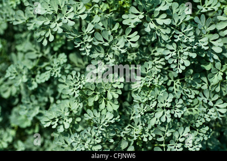 Bläulich grüne Blätter der Rue, Ruta Graveolens CV Blue Mound, Rutaceae Stockfoto