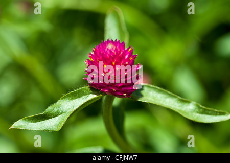 Nahaufnahme einer roten Globe Amaranth Blume (Gomphrena globosa) aus der Familie der Amaranthaceae, die im tropischen Amerika beheimatet ist. Stockfoto