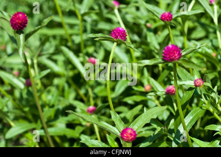 Nahaufnahme von roten Globe Amaranth Blüten (Gomphrena globosa) in einem Garten. Leuchtende Amaranthaceae blühen im tropischen Amerika bei hellem Sonnenlicht. Stockfoto