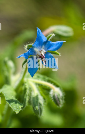 Nahaufnahme einer blauen sternförmigen Borretschblume (Borago officinalis) aus der Familie der Boraginaceae, die behaarte Stiele und Knospen in einem Garten zeigt. Stockfoto