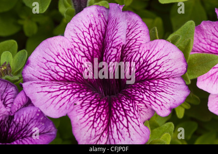 Nahaufnahme einer leuchtend rosafarbenen Petunia Daddy Orchideenblume mit komplizierten violetten Adern in einer Gartenumgebung. Stockfoto