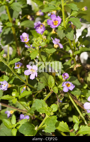 Blass violett blau gelb kleine Blumen von Bacopa, Sutera Cordata Var Blutopia blau, Scrophulariaceae Stockfoto