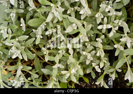 Filziges Hornkraut, Snow-in-Summer Pflanze Var Silber Teppich Stockfoto