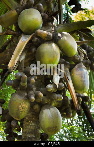 Doppel-Kokos (Coco de Mer Palme), weltweit größte Pflanze Obst, Royal Botanic Gardens, Peradeniya, in der Nähe von Kandy, Sri Lanka, Asien Stockfoto