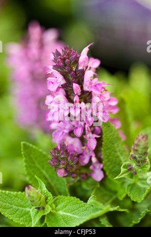 Nahaufnahme der rosa violetten Blüten von Salvia nemorosa var Sensation Rose blüht in einem Garten mit leuchtendem grünem Laub. Stockfoto