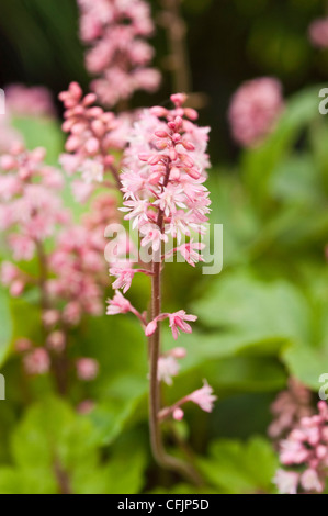 Rosa Blüten von schaumigen Glocken V Dayglow rosa, Heucherella Stockfoto