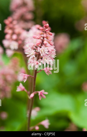 Rosa Blüten von schaumigen Glocken V Dayglow rosa, Heucherella Stockfoto