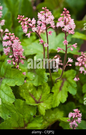 Rosa Blüten von schaumigen Glocken V Dayglow rosa, Heucherella Stockfoto