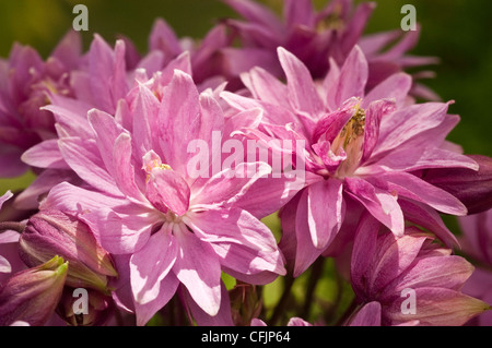 Nahaufnahme von rosa Blüten der Columbine var Clementine Rose, Aquilegia vulgaris in einem Garten. Schöne Doppelblüten mit rosa columbine-Blüten. Stockfoto