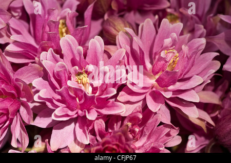 Rosa Blüten von Columbine Var Clementine Rose, Aquilegia vulgaris Stockfoto