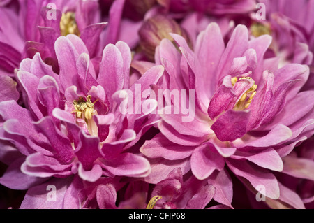 Rosa Blüten der Akelei Var Clementine Rose, Aquilegia Vulgaris, Blüte, Blüte, Blütenblätter, Sorte, Gartenbau, Gartenbau, pl Stockfoto