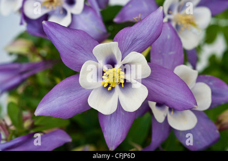 Blaue und weiße Blumen Hybrid Columbine, Pagode blau und weiß, Aquilegia hybrida Stockfoto