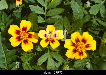 Gelbe braune drei Blüten von Ringelblume Disco Granada, Tagetes Patula, Französisch Stockfoto