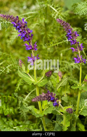 Wiese Salbei, Salvia Nemorosa kann Nacht, Salvia × Sylvestris Mainacht, Salvia x Superba kann Nacht Stockfoto