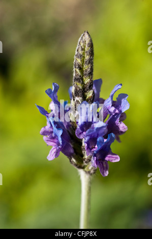 Blaue Blume von Fernleaf Lavendel, ägyptische Lavendel, Lavandula multifida Stockfoto