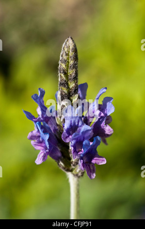 Blaue Blume von Fernleaf Lavendel, ägyptische Lavendel, Lavandula Multifida, Blüte, Blüte, Blütenblätter, Sorte, Gartenbau, Garten Stockfoto