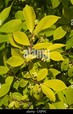 Gelbes Laub der Zwerg brennenden Dornbusch, Euonymus compacta Stockfoto