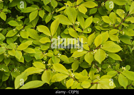 Gelbes Laub der Zwerg brennenden Dornbusch, Euonymus compacta Stockfoto