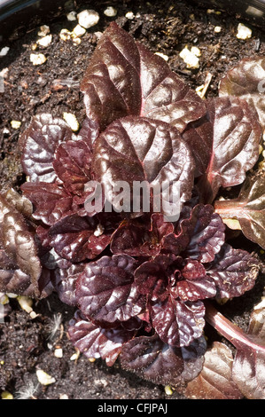 Braune Blätter, Blätter der Ajuga Reptans Black Scallop, bugleweed Stockfoto