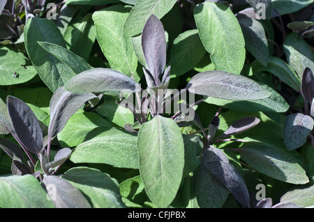 Laub von lila Salbei, Salvia Officinalis V Purpurea, Labiatae Stockfoto