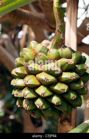 Close-up-Erfassung von der Thatch Screwpine Obstbau in Bermuda Stockfoto