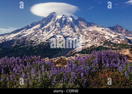 Sommer lupine blüht Plummer Gipfel Grat als bildet sich eine linsenförmige Wolke über Washingtons höchsten Gipfel, Mount Rainier. Stockfoto