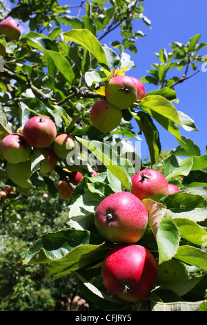 Frische rote Äpfel Baum mit grünen Blättern Stockfoto