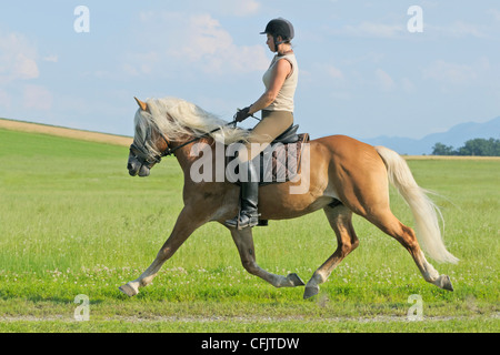 Junge Reiter auf Rückseite ein Haflinger Pferd Hengst. Stockfoto