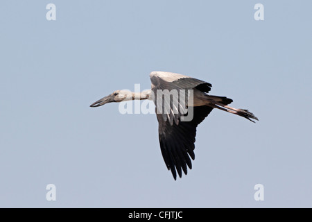 Asiatischer Openbill Storch im Flug Stockfoto