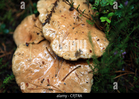 Bovine Bolete auch bekannt als Jersey Kuh Bolete Pilze am Rande eines Pinienwaldes in Schottland Stockfoto