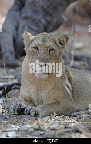 Weibliche asiatische Löwen im Gir-Nationalpark Stockfoto