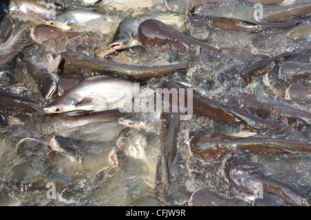 Viele Pangasiidae Fische im Teich Stockfoto