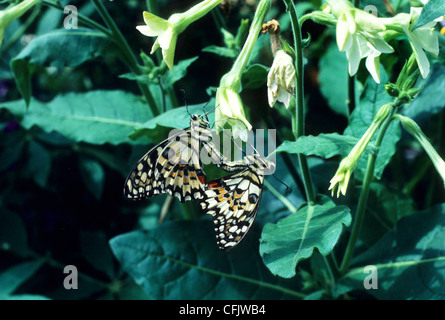 Papilio Demoleus Malayanus Lime Butterfly oder Kalk Schwalbenschwanz auf Nicotiana Paarung Stockfoto