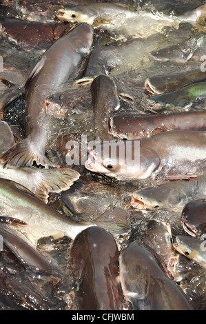 Viele Pangasiidae Fische im Teich Stockfoto