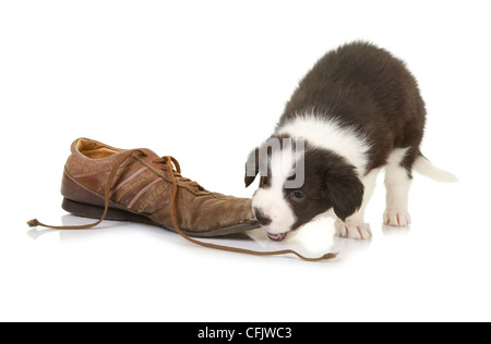5 Wochen alte Border-Collie-Welpen beim Kauen auf einem Schuh erwischt Stockfoto