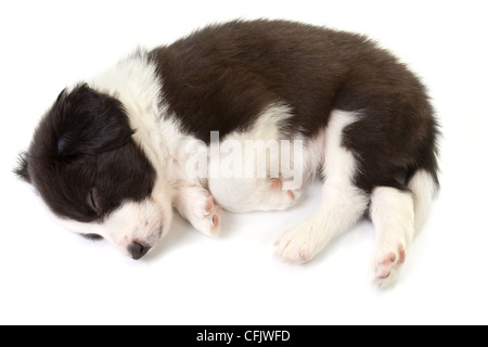 Schlafen 5 Wochen alten Border-Collie-Welpen isoliert Stockfoto