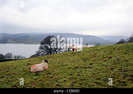 Schafe in einem Feld auf nassen nebligen Morgen mit Blick auf Windemere The Lake District Cumbria UK Stockfoto