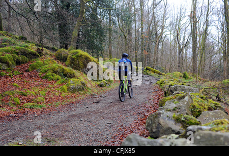 Radfahrer auf einem schroffen Pfad im Wald in der Nähe von Ambleside in The Lake District Cumbria UK Stockfoto