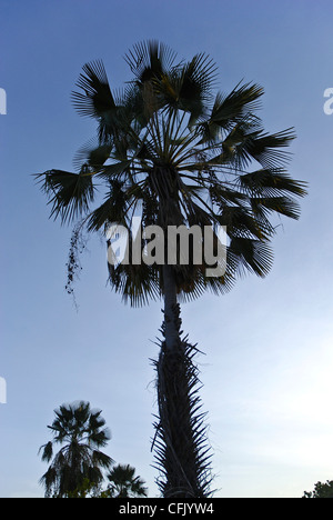 Copernicia Prunifera oder die Carnaúba Palme oder Carnaubeira-Palme ist eine Art von Palme in Nordosten Brasiliens heimisch. Stockfoto