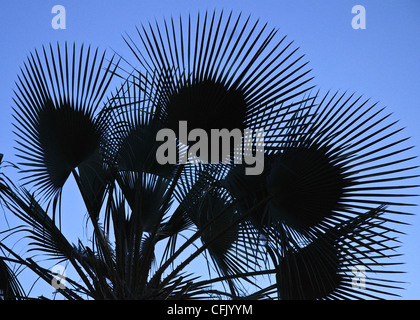 Copernicia Prunifera oder der Carnauba-Palme oder Carnaubeira-Palme ist eine Art von Palme in Nordosten Brasiliens heimisch Stockfoto