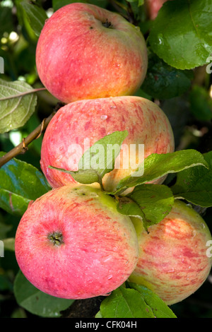 Nahaufnahme von roten reifen Äpfeln auf einem Ast. Stockfoto