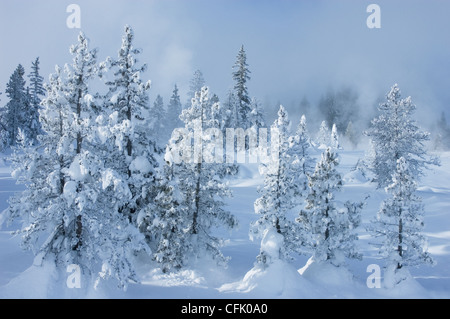 Schnee- und eisbedeckten Pinien entlang Trail am West Thumb Geyser Basin, Yellowstone-Nationalpark. Stockfoto