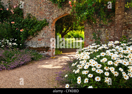 Blick auf Margeriten oder Ochsen-Auge Margeriten (Leucanthemum Vulgare), in einem gemauerten Bogen Wand in einem englischen Landhaus-Garten im Sommer Stockfoto
