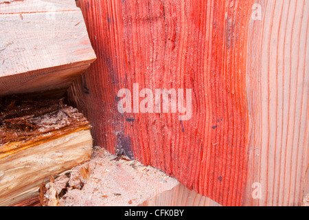 Eine massive Zeder, die mit Honig Pilz infiziert war in einem Garten am Stadtrand von Ambleside abgeholzt Stockfoto