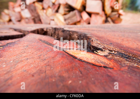 Eine massive Zeder, die mit Honig Pilz infiziert war in einem Garten am Stadtrand von Ambleside abgeholzt Stockfoto